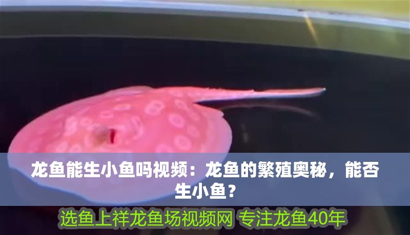 龍魚能生小魚嗎視頻：龍魚的繁殖奧秘，能否生小魚？