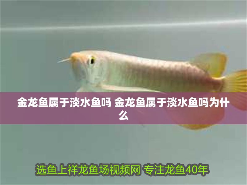金龍魚(yú)屬于淡水魚(yú)嗎 金龍魚(yú)屬于淡水魚(yú)嗎為什么
