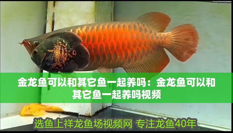 金龍魚可以和其它魚一起養嗎：金龍魚可以和其它魚一起養嗎視頻 金龍魚可以和其它魚一起養嗎：金龍魚可以和其它魚一起養嗎視頻 水族問答