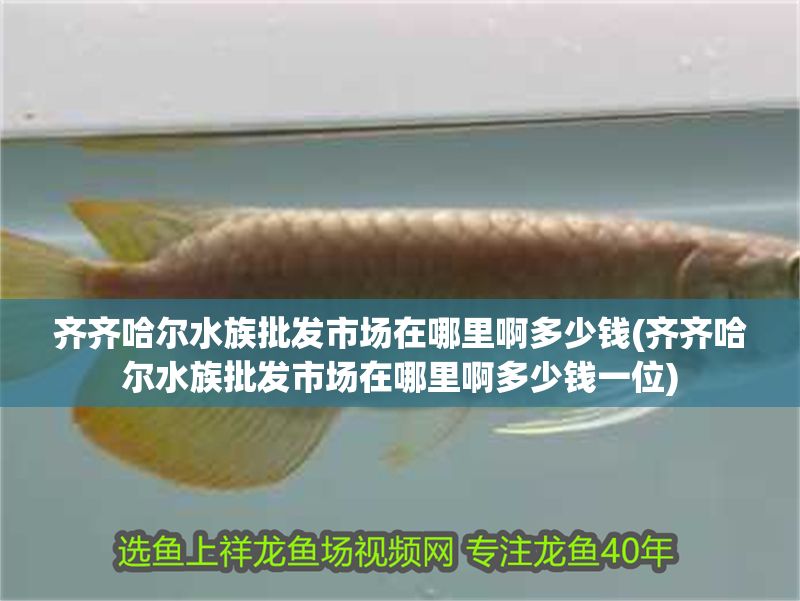 齊齊哈爾水族批發(fā)市場(chǎng)在哪里啊多少錢(齊齊哈爾水族批發(fā)市場(chǎng)在哪里啊多少錢一位) 齊齊哈爾水族批發(fā)市場(chǎng)在哪里啊多少錢(齊齊哈爾水族批發(fā)市場(chǎng)在哪里啊多少錢一位) 龍魚百科 第1張