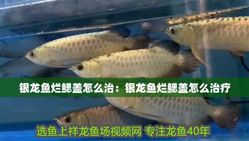 銀龍魚爛鰓蓋怎么治：銀龍魚爛鰓蓋怎么治療 銀龍魚爛鰓蓋怎么治：銀龍魚爛鰓蓋怎么治療 水族問答