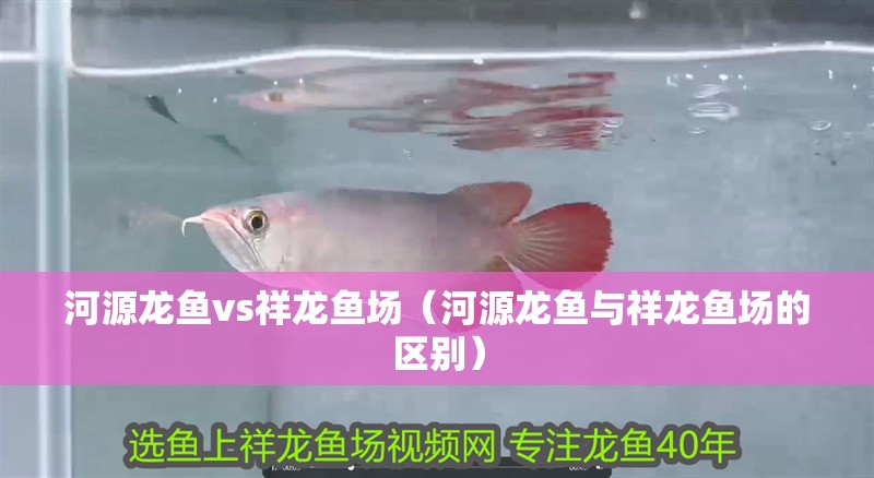 河源龍魚vs祥龍魚場（河源龍魚與祥龍魚場的區(qū)別）