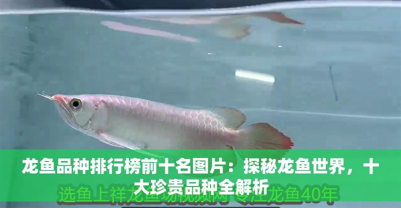 龍魚品種排行榜前十名圖片：探秘龍魚世界，十大珍貴品種全解析