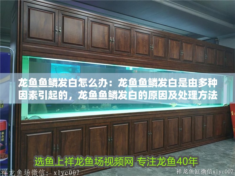 龍魚魚鱗發白怎么辦：龍魚魚鱗發白是由多種因素引起的，龍魚魚鱗發白的原因及處理方法