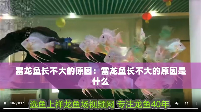 雷龍魚長不大的原因：雷龍魚長不大的原因是什么