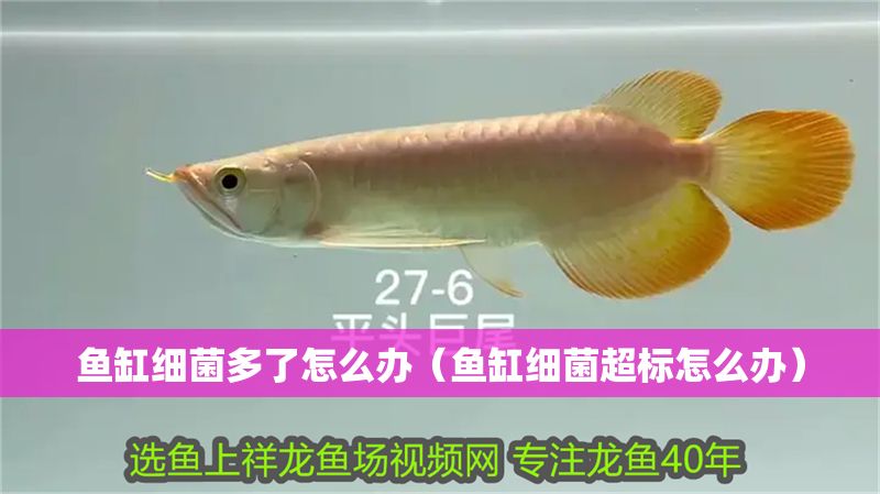 魚缸細菌多了怎么辦（魚缸細菌超標怎么辦） 魚缸細菌多了怎么辦（魚缸細菌超標怎么辦） 龍魚百科 第1張