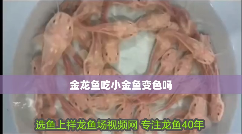 金龍魚吃小金魚變色嗎