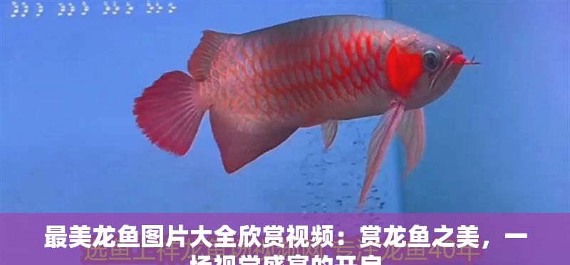 最美龍魚圖片大全欣賞視頻：賞龍魚之美，一場視覺盛宴的開啟
