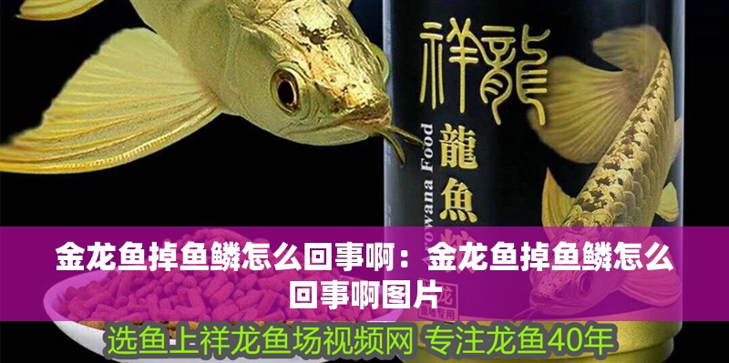 金龍魚掉魚鱗怎么回事啊：金龍魚掉魚鱗怎么回事啊圖片