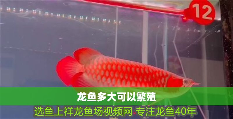 龍魚(yú)多大可以繁殖