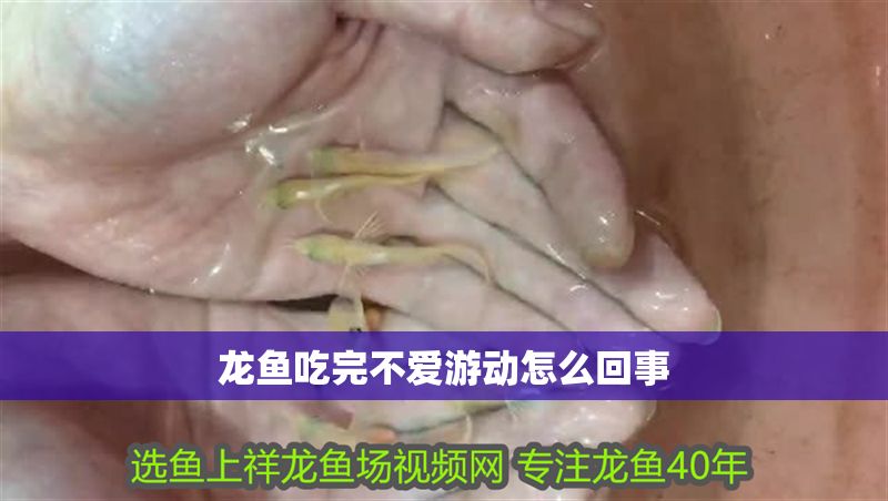 龍魚吃完不愛游動怎么回事
