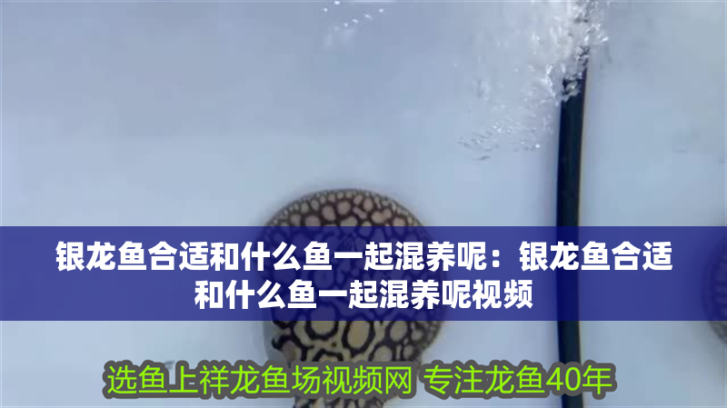 銀龍魚合適和什么魚一起混養呢：銀龍魚合適和什么魚一起混養呢視頻