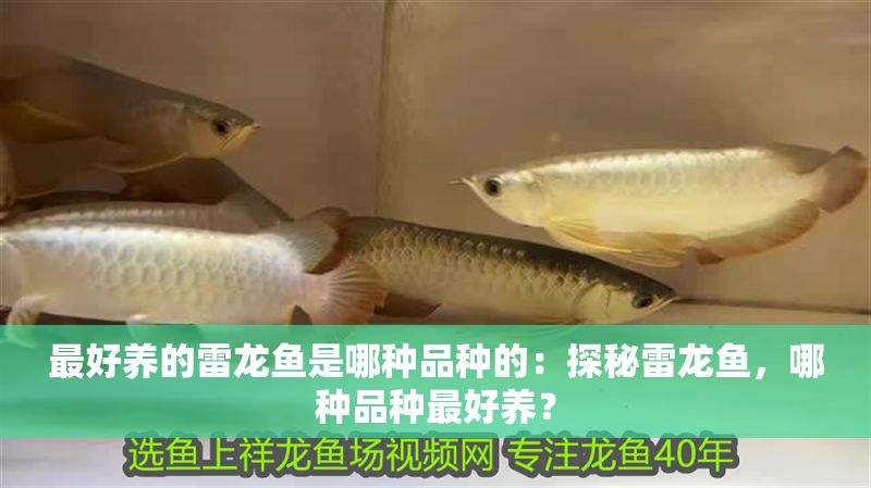 最好養的雷龍魚是哪種品種的：探秘雷龍魚，哪種品種最好養？
