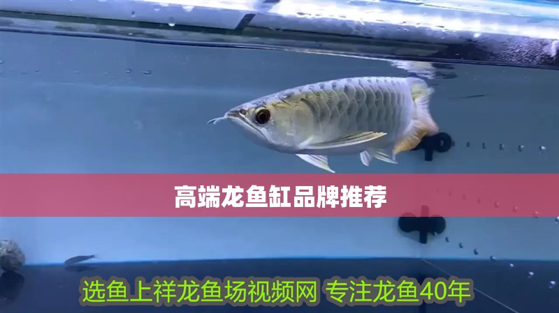 高端龍魚缸品牌推薦
