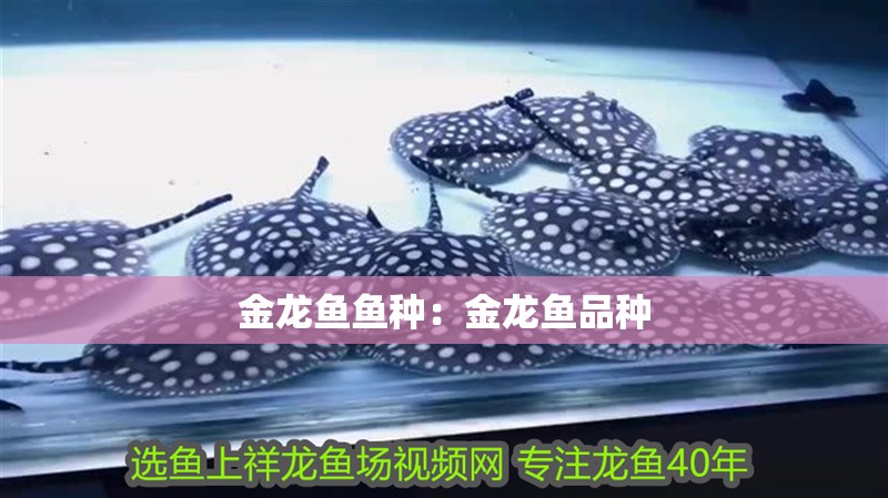 金龍魚魚種:金龍魚品種 水族問答 金龍魚魚種:金龍魚品種 金龍魚魚種:金龍魚品種 水族問答