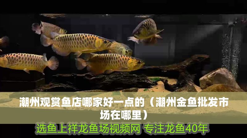 潮州觀賞魚店哪家好一點(diǎn)的（潮州金魚批發(fā)市場(chǎng)在哪里）