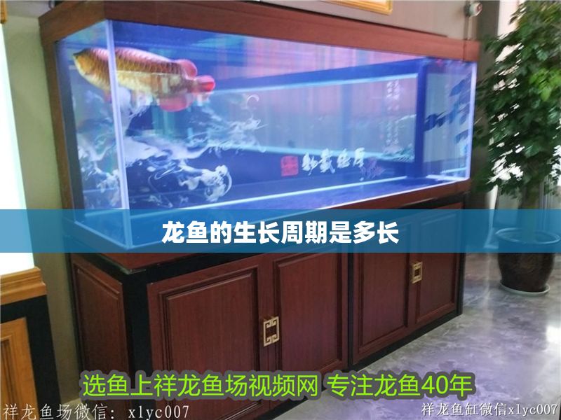 龍魚(yú)的生長(zhǎng)周期是多長(zhǎng)