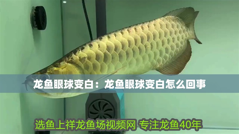 龍魚眼球變白：龍魚眼球變白怎么回事