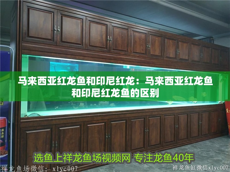 馬來西亞紅龍魚和印尼紅龍：馬來西亞紅龍魚和印尼紅龍魚的區(qū)別