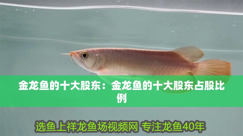 金龍魚的十大股東：金龍魚的十大股東占股比例
