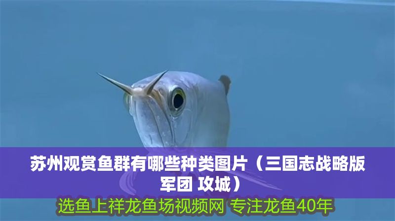 蘇州觀賞魚群有哪些種類圖片（三國志戰略版 軍團 攻城）