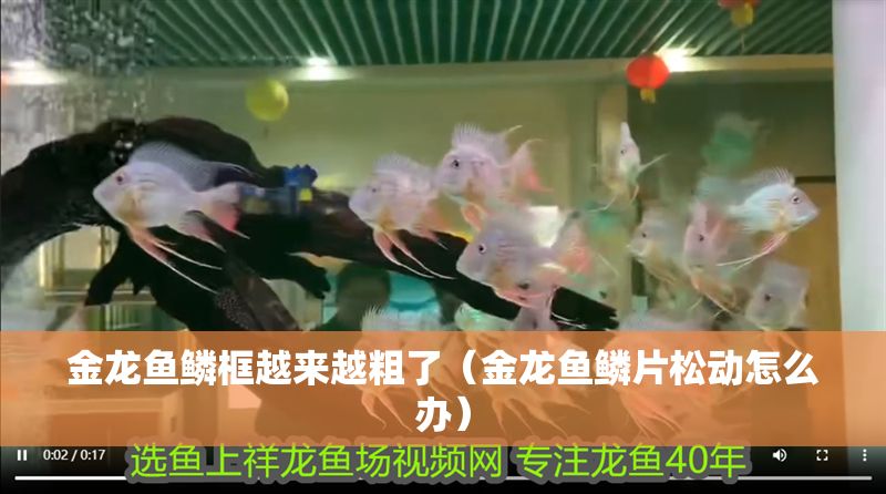 金龍魚鱗框越來越粗了（金龍魚鱗片松動怎么辦） 金龍魚鱗框越來越粗了（金龍魚鱗片松動怎么辦） 龍魚百科 第1張
