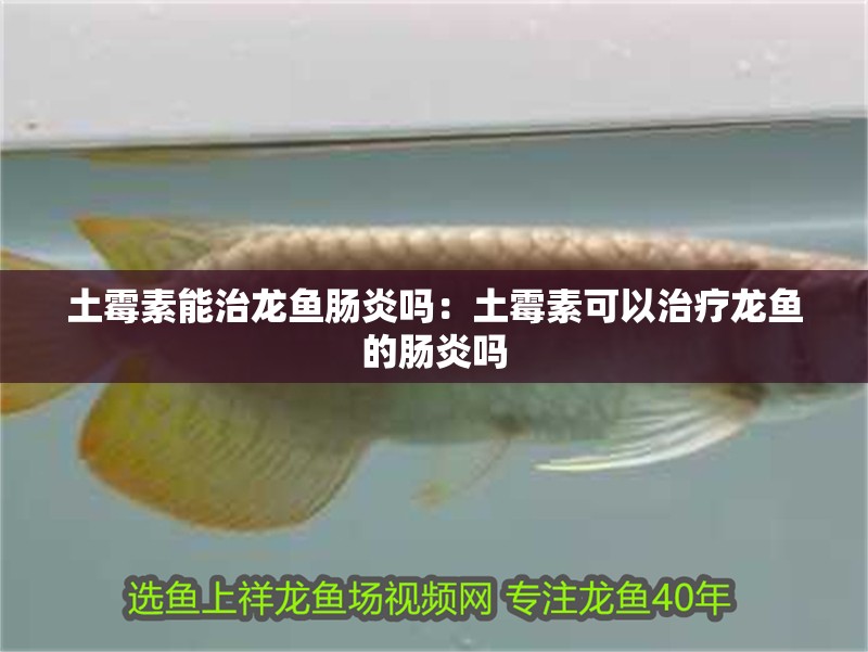 土霉素能治龍魚腸炎嗎：土霉素可以治療龍魚的腸炎嗎