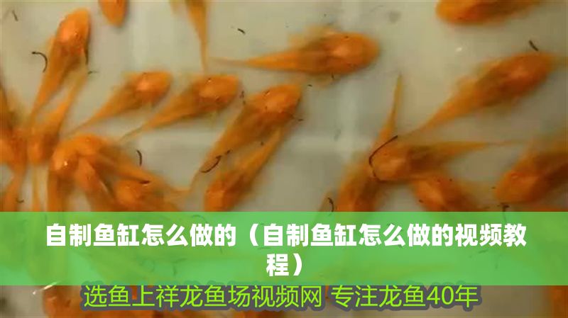 自制魚缸怎么做的（自制魚缸怎么做的視頻教程）