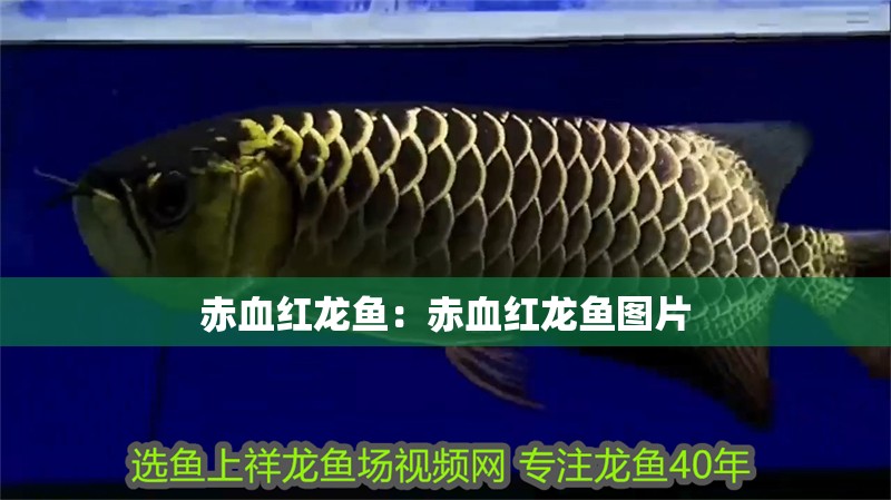 赤血紅龍魚：赤血紅龍魚圖片