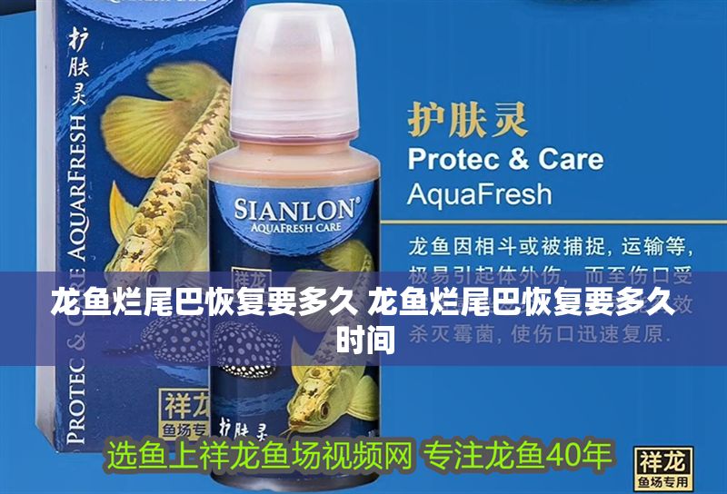 龍魚爛尾巴恢復要多久 龍魚爛尾巴恢復要多久時間