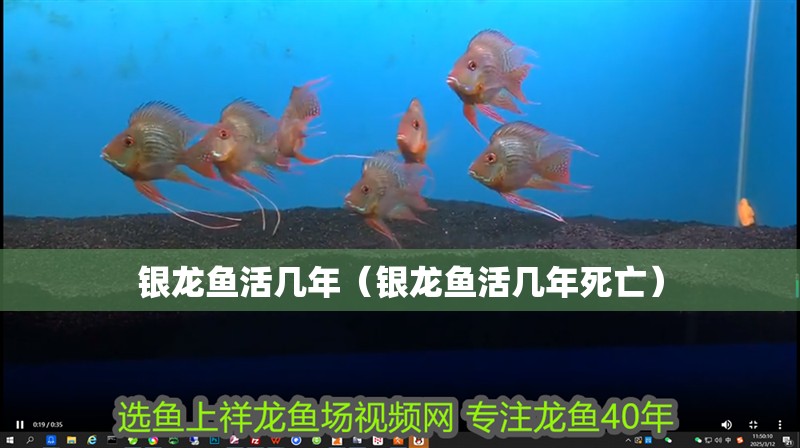 銀龍魚活幾年（銀龍魚活幾年死亡）