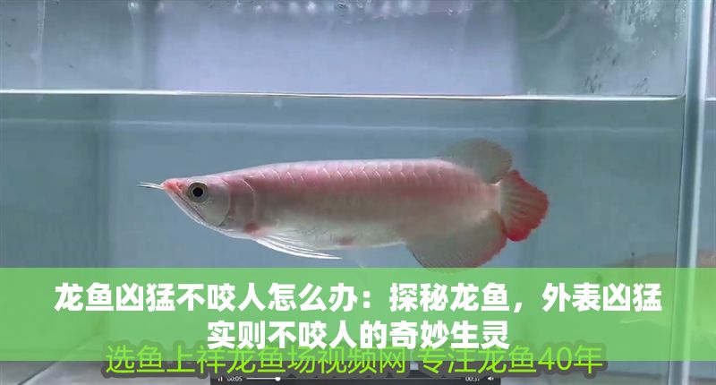 龍魚兇猛不咬人怎么辦：探秘龍魚，外表兇猛實則不咬人的奇妙生靈