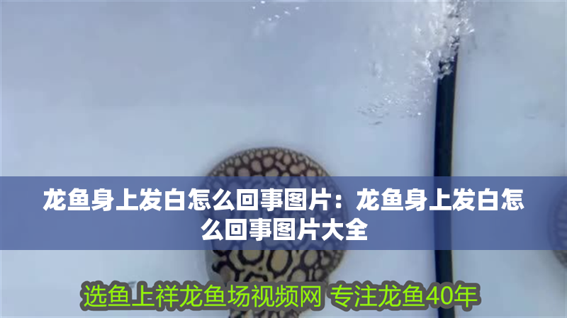 龍魚身上發白怎么回事圖片：龍魚身上發白怎么回事圖片大全