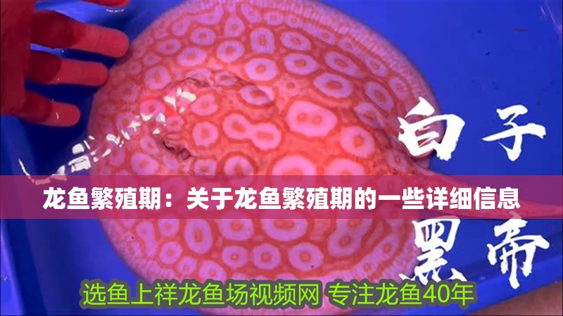 龍魚繁殖期：關(guān)于龍魚繁殖期的一些詳細(xì)信息