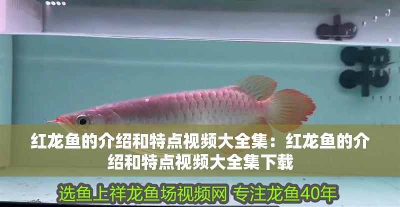藍底金龍魚發色過程圖解視頻(藍底過背金龍魚發色過程)