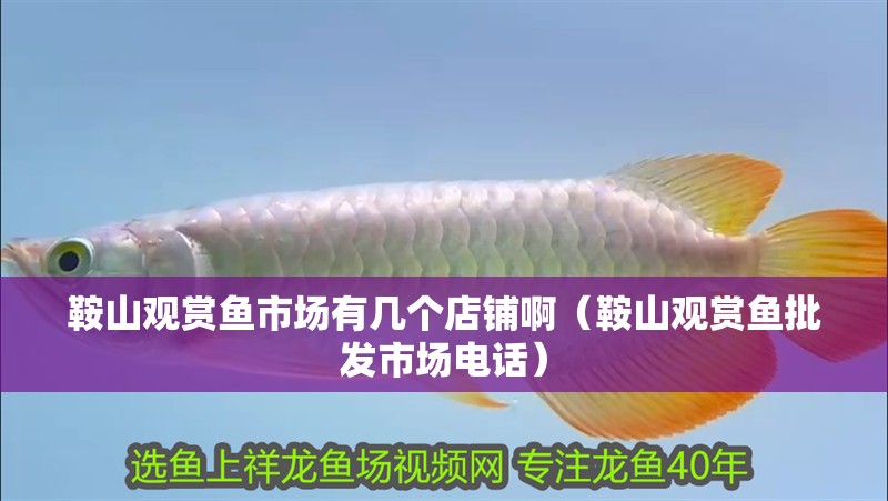 鞍山觀賞魚市場有幾個店鋪啊（鞍山觀賞魚批發市場電話）