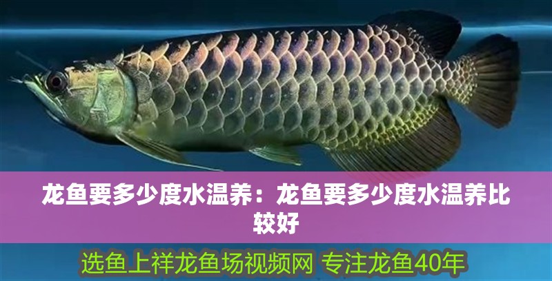 銀龍魚能吃么(銀龍魚可以吃嗎?)