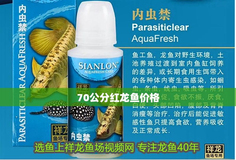 70公分紅龍魚價格
