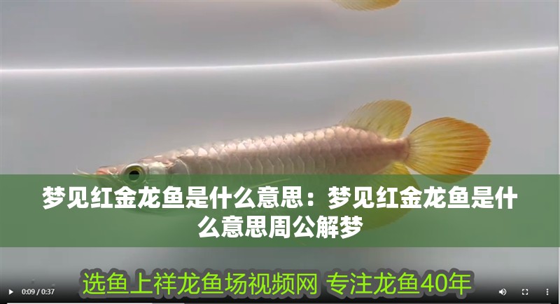 夢見紅金龍魚是什么意思:夢見紅金龍魚是什么意思周公解夢 水族問答 夢見紅金龍魚是什么意思:夢見紅金龍魚是什么意思周公解夢 夢見紅金龍魚是什么意思:夢見紅金龍魚是什么意思周公解夢 水族問答