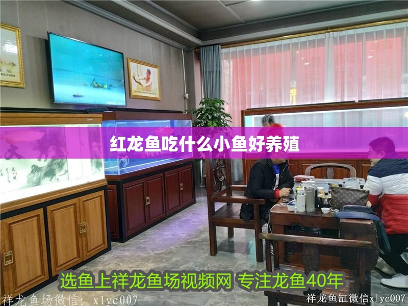 紅龍魚吃什么小魚好養殖 紅龍魚吃什么小魚好養殖 龍魚百科 第1張