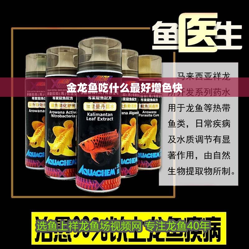 金龍魚吃什么最好增色快