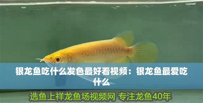 銀龍魚吃什么發色最好看視頻：銀龍魚最愛吃什么