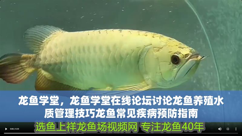 龍魚學堂，龍魚學堂在線論壇討論龍魚養殖水質管理技巧龍魚常見疾病預防指南