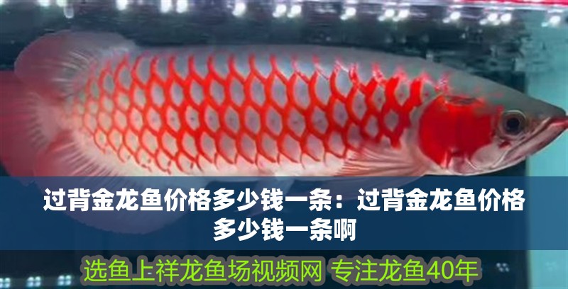 過背金龍魚價格多少錢一條：過背金龍魚價格多少錢一條啊