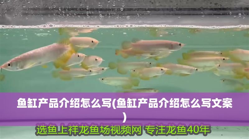 魚缸產品介紹怎么寫(魚缸產品介紹怎么寫文案)