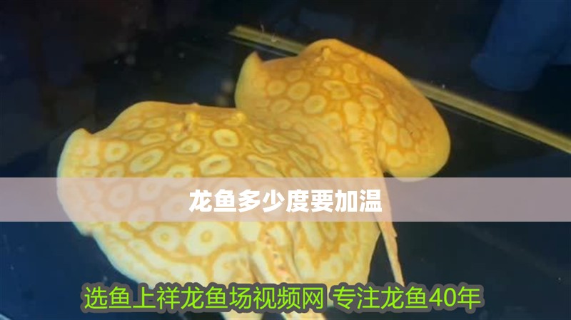 龍魚多少度要加溫