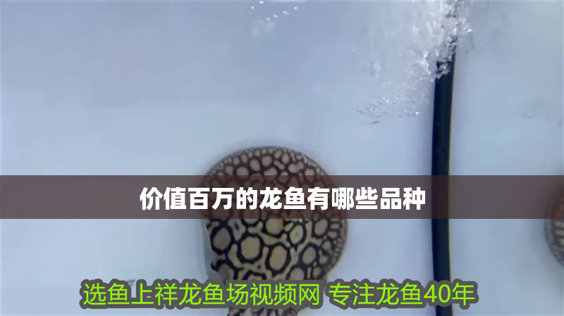 價值百萬的龍魚有哪些品種