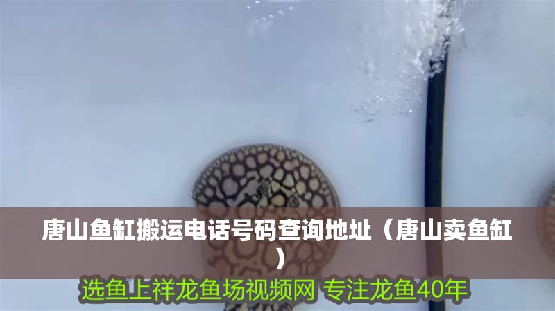 唐山魚缸搬運電話號碼查詢地址（唐山賣魚缸）