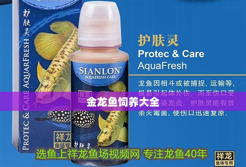 金龍魚飼養(yǎng)大全