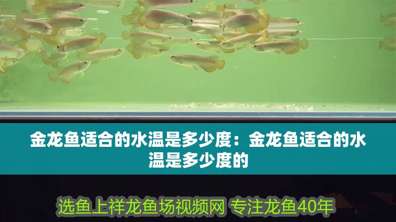 金龍魚適合的水溫是多少度：金龍魚適合的水溫是多少度的 金龍魚適合的水溫是多少度：金龍魚適合的水溫是多少度的 水族問答